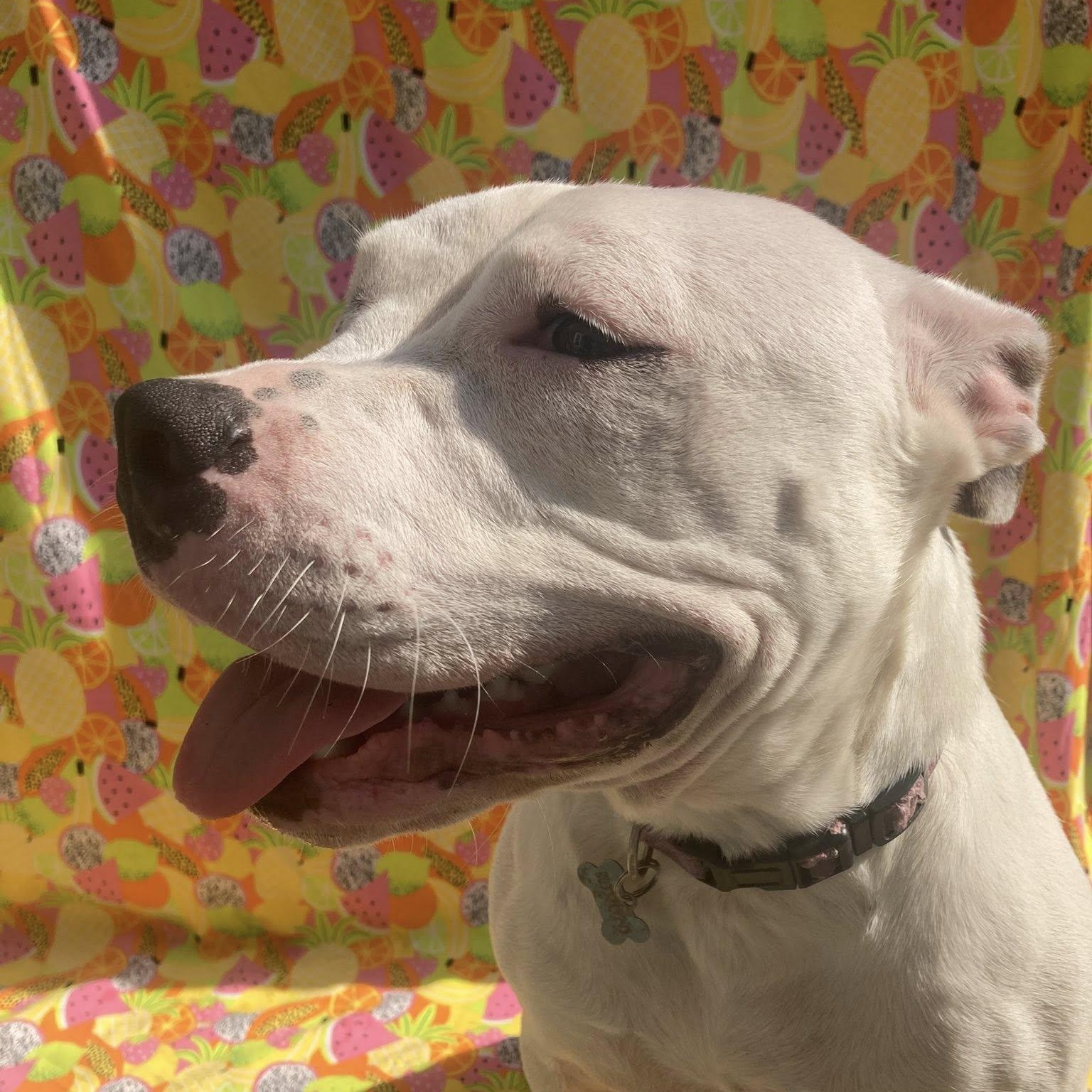 Phoebe, Adoptable, Young Female Pit Bull Terrier & American Staffordshire Terrier.