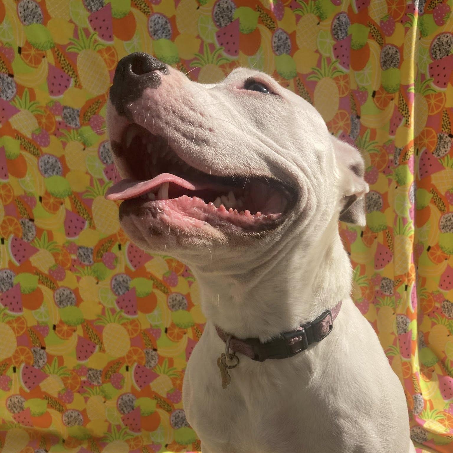 Enlarge Phoebe, a Adoptable mixed breed in Fort Mill, SC image 5/6