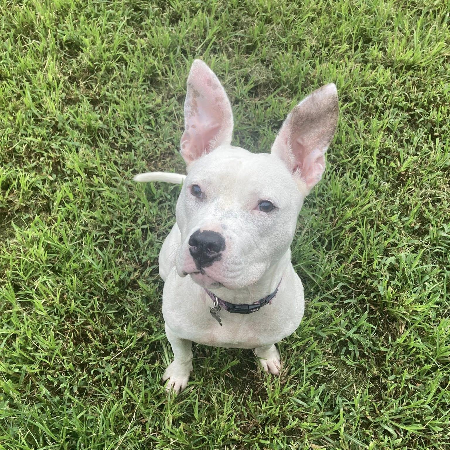 Enlarge Phoebe, a Adoptable mixed breed in Fort Mill, SC image 2/6