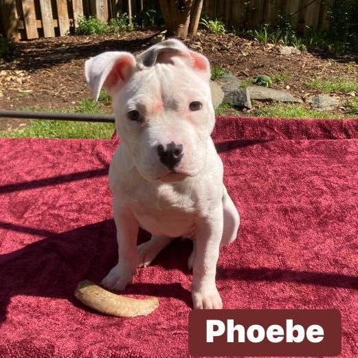 Phoebe