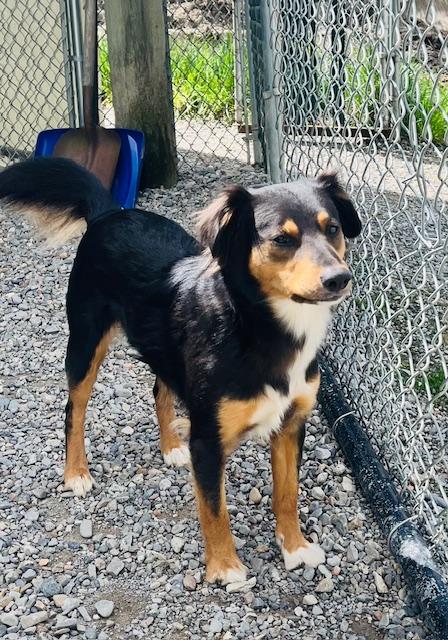 Marla, a ADOPTABLE Mixed Breed in Kellogg, ID image 2/4