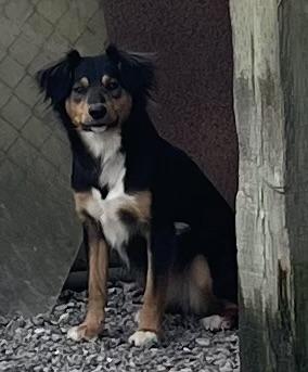 Marla, a ADOPTABLE Mixed Breed in Kellogg, ID image 3/4