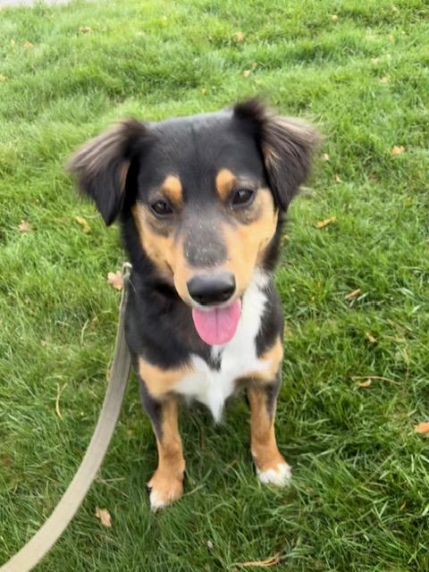 Marla, a ADOPTABLE Mixed Breed in Kellogg, ID image 1/4