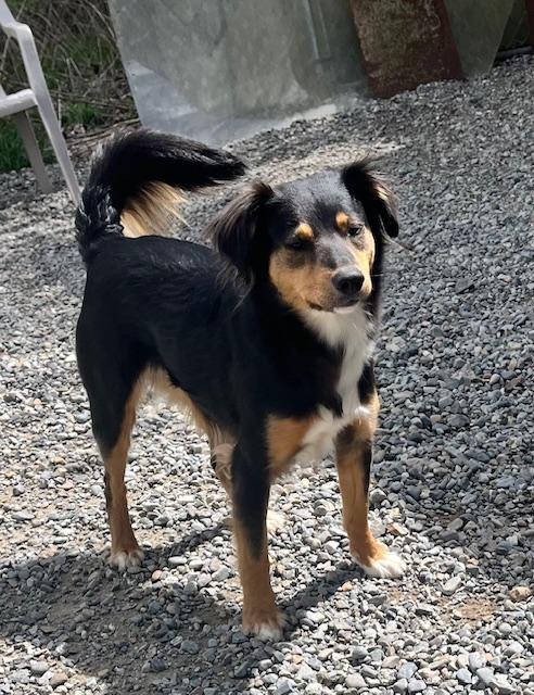Marla, a ADOPTABLE Mixed Breed in Kellogg, ID image 4/4