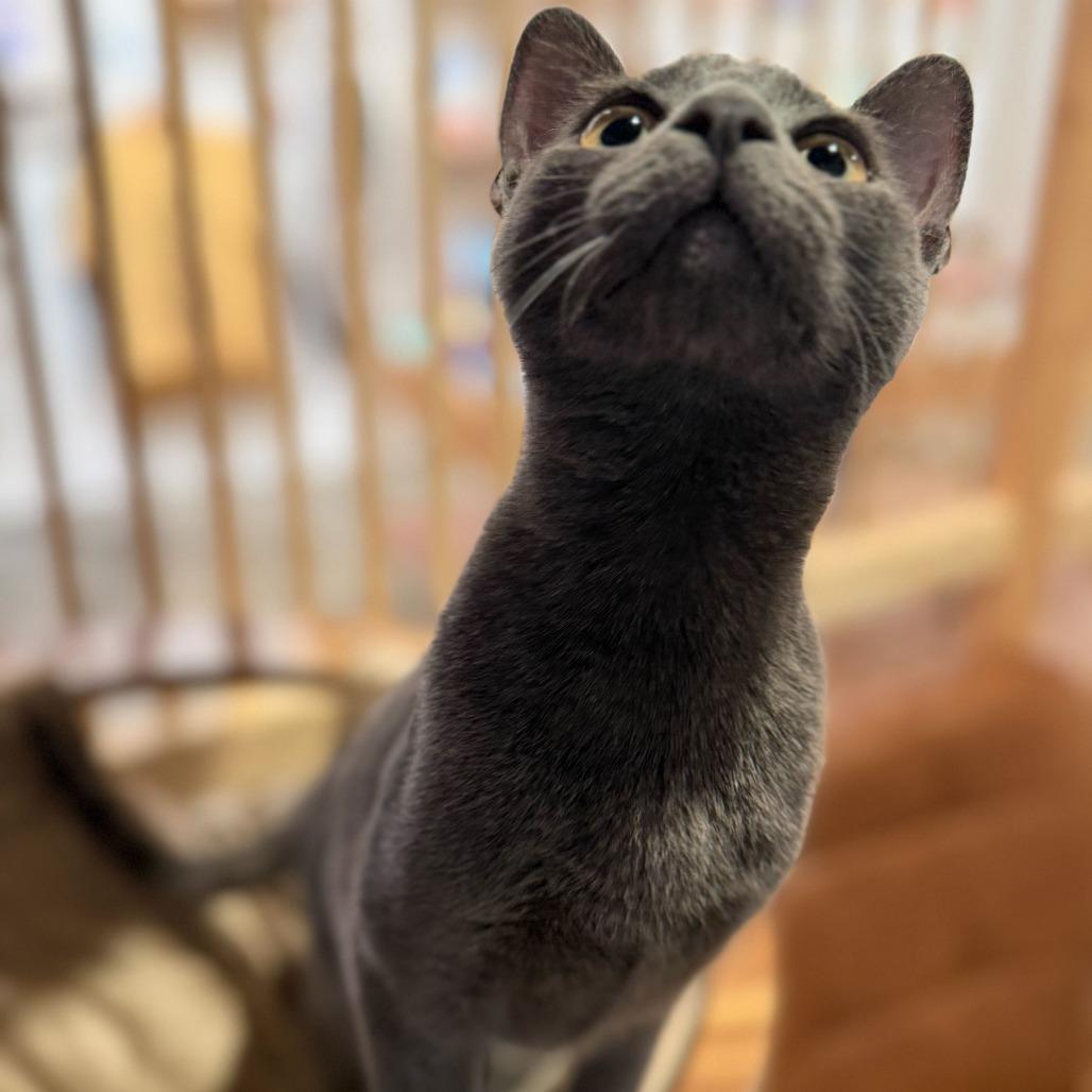 Enlarge Neopet, a Adoptable mixed breed in Costa Mesa, CA image 1/6