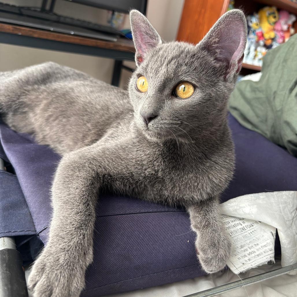 Enlarge Neopet, a Adoptable mixed breed in Costa Mesa, CA image 2/6