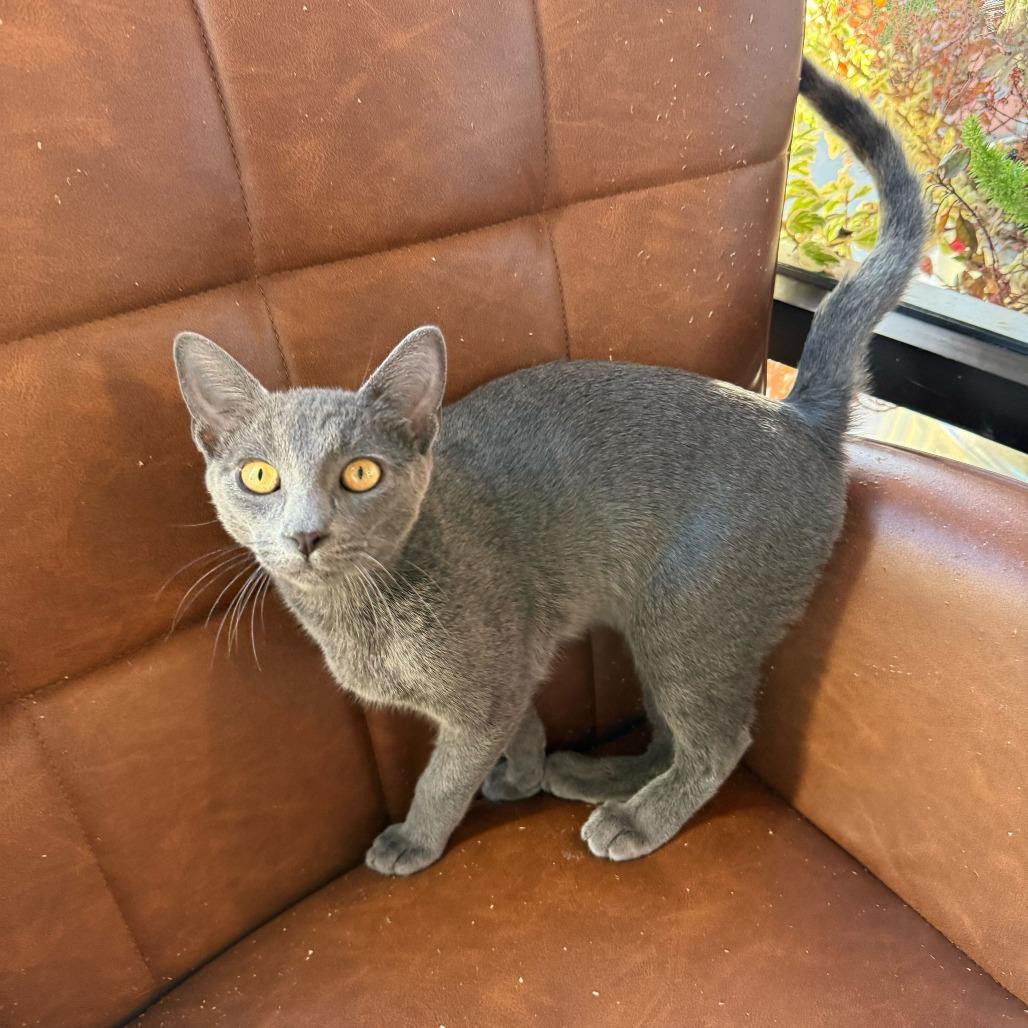 Enlarge Neopet, a Adoptable mixed breed in Costa Mesa, CA image 3/6