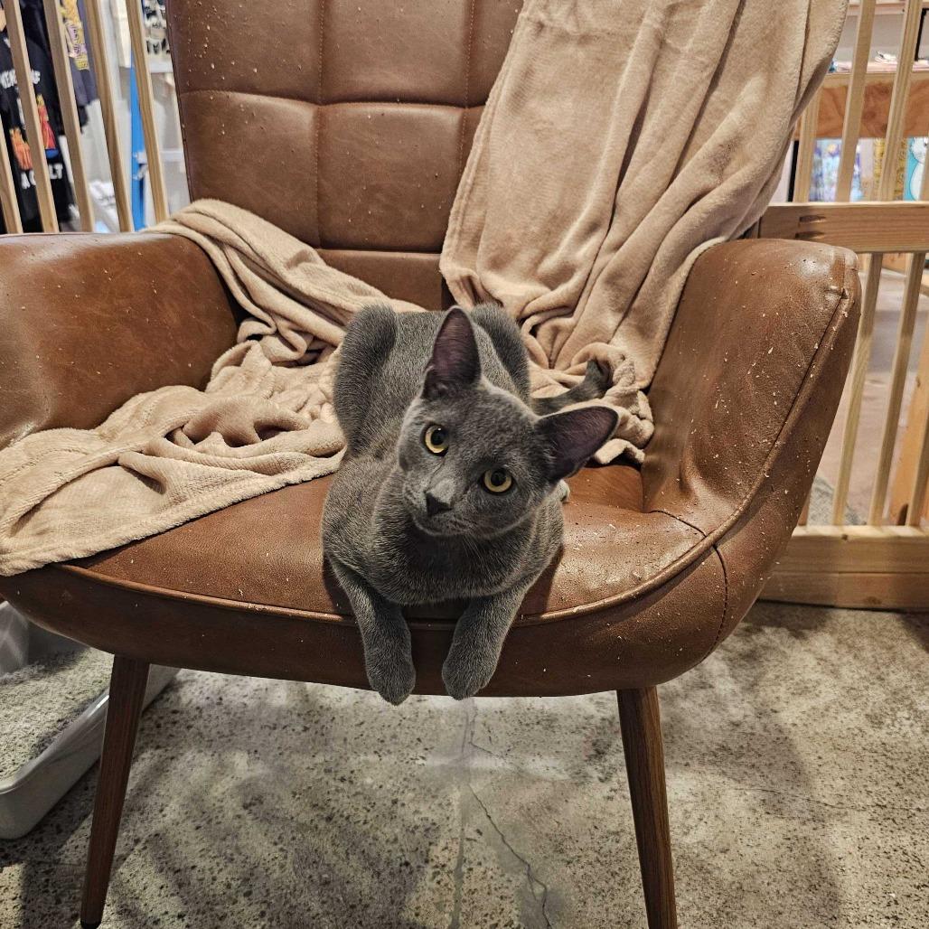 Enlarge Neopet, a Adoptable mixed breed in Costa Mesa, CA image 4/6