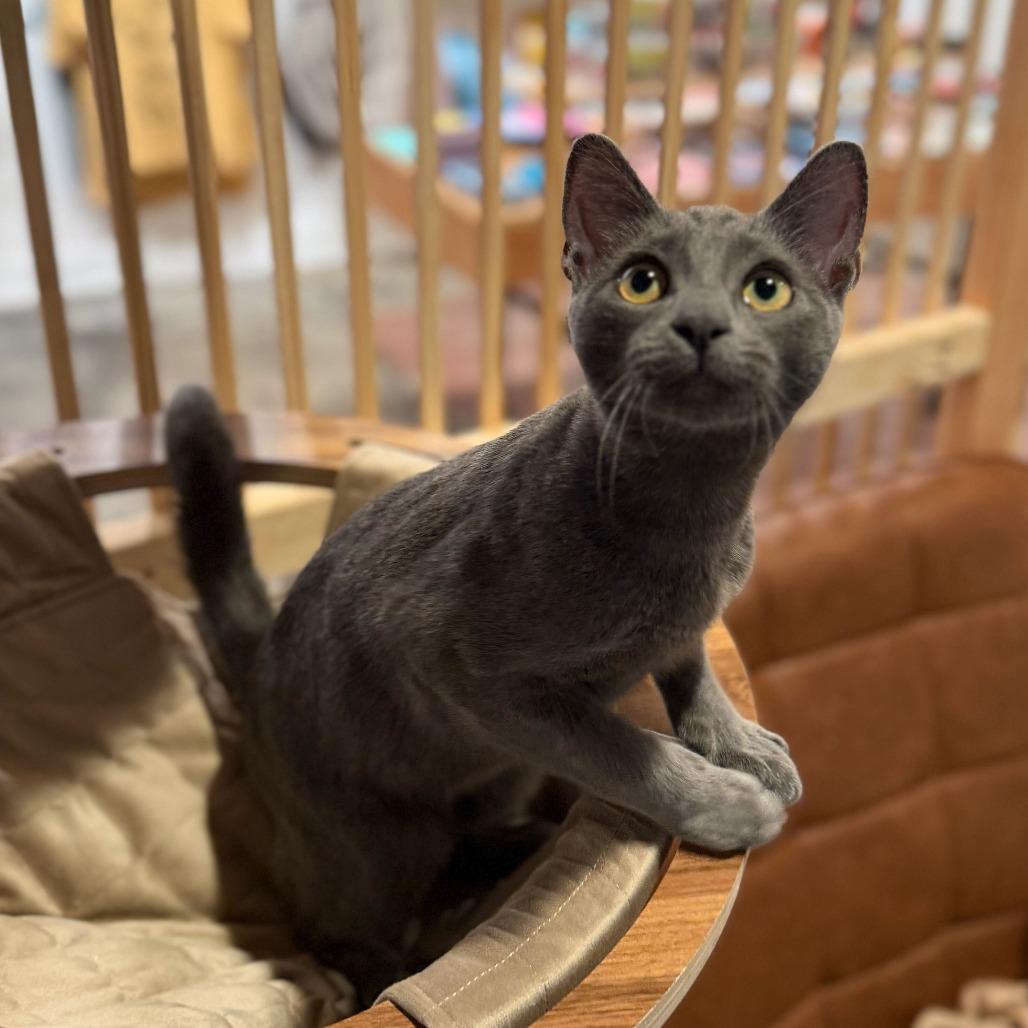 Enlarge Neopet, a Adoptable mixed breed in Costa Mesa, CA image 6/6