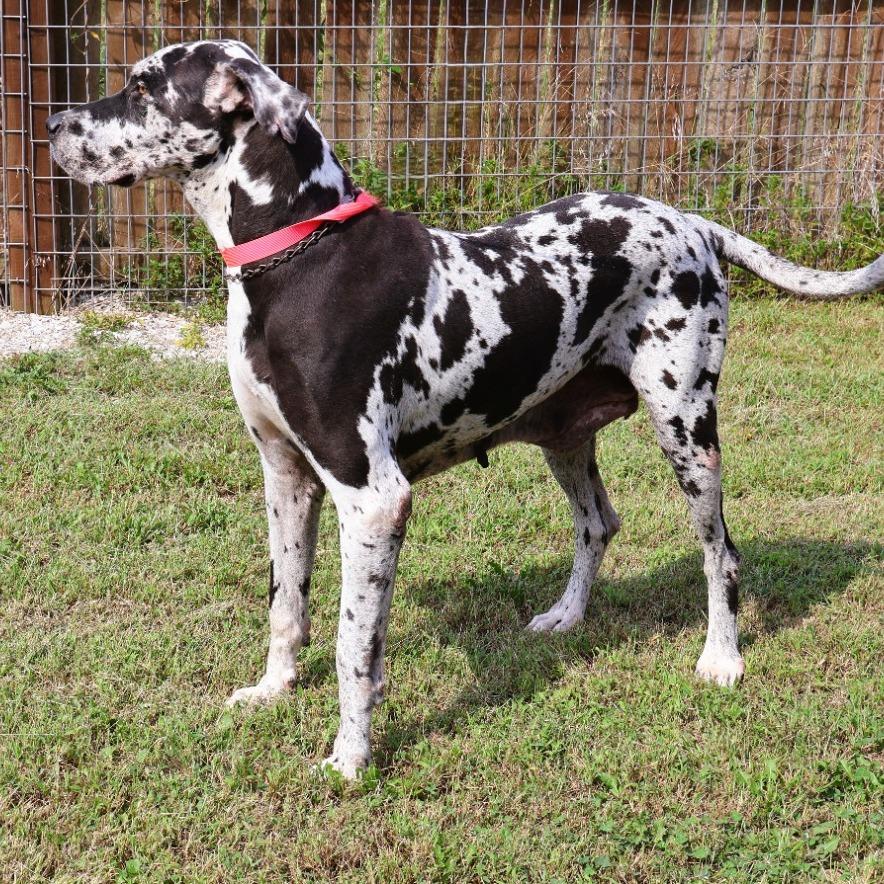 Crystal, Adoptable, Adult Female Great Dane.