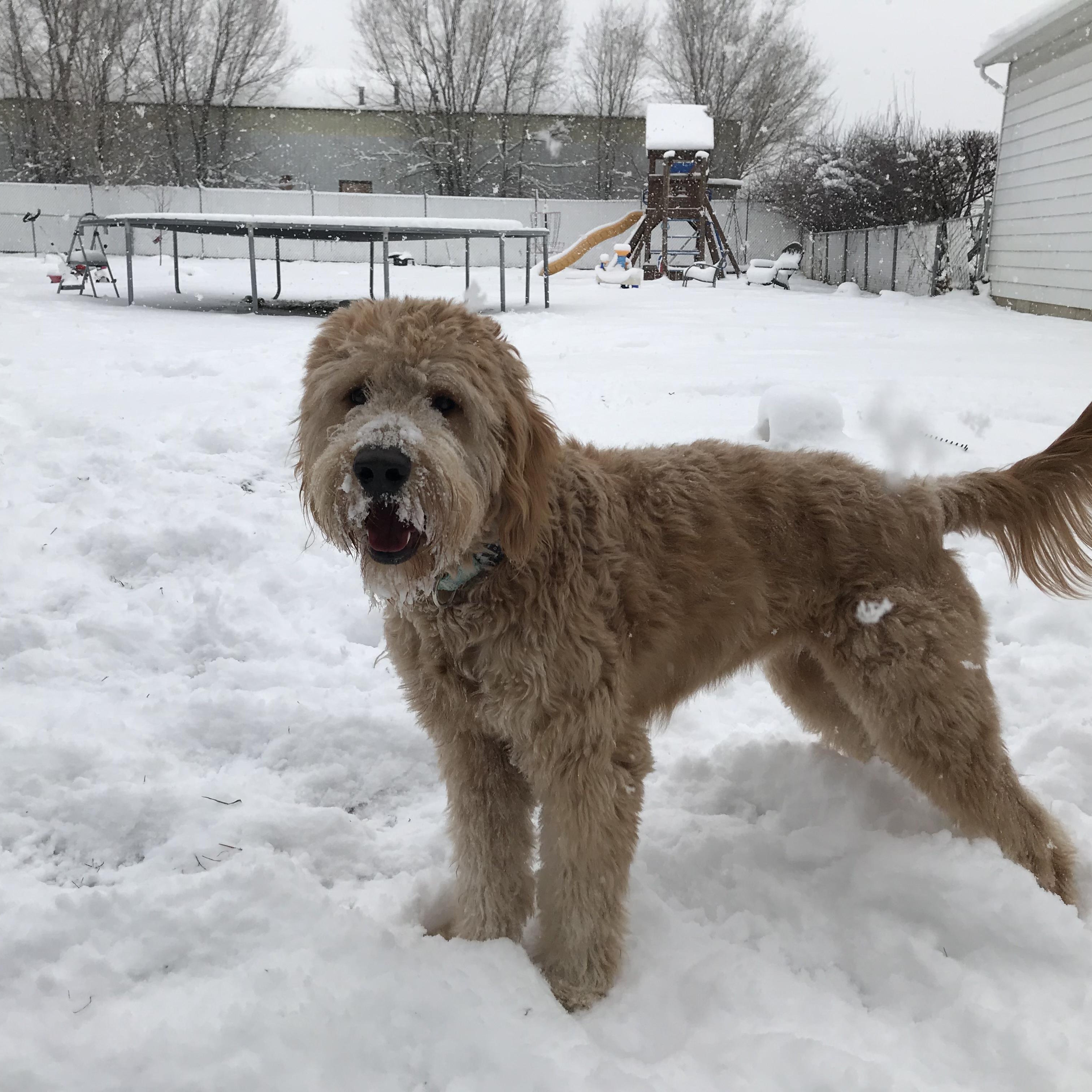 Enlarge Clara , an adoptable Goldendoodle in West Valley, UT image 2/4