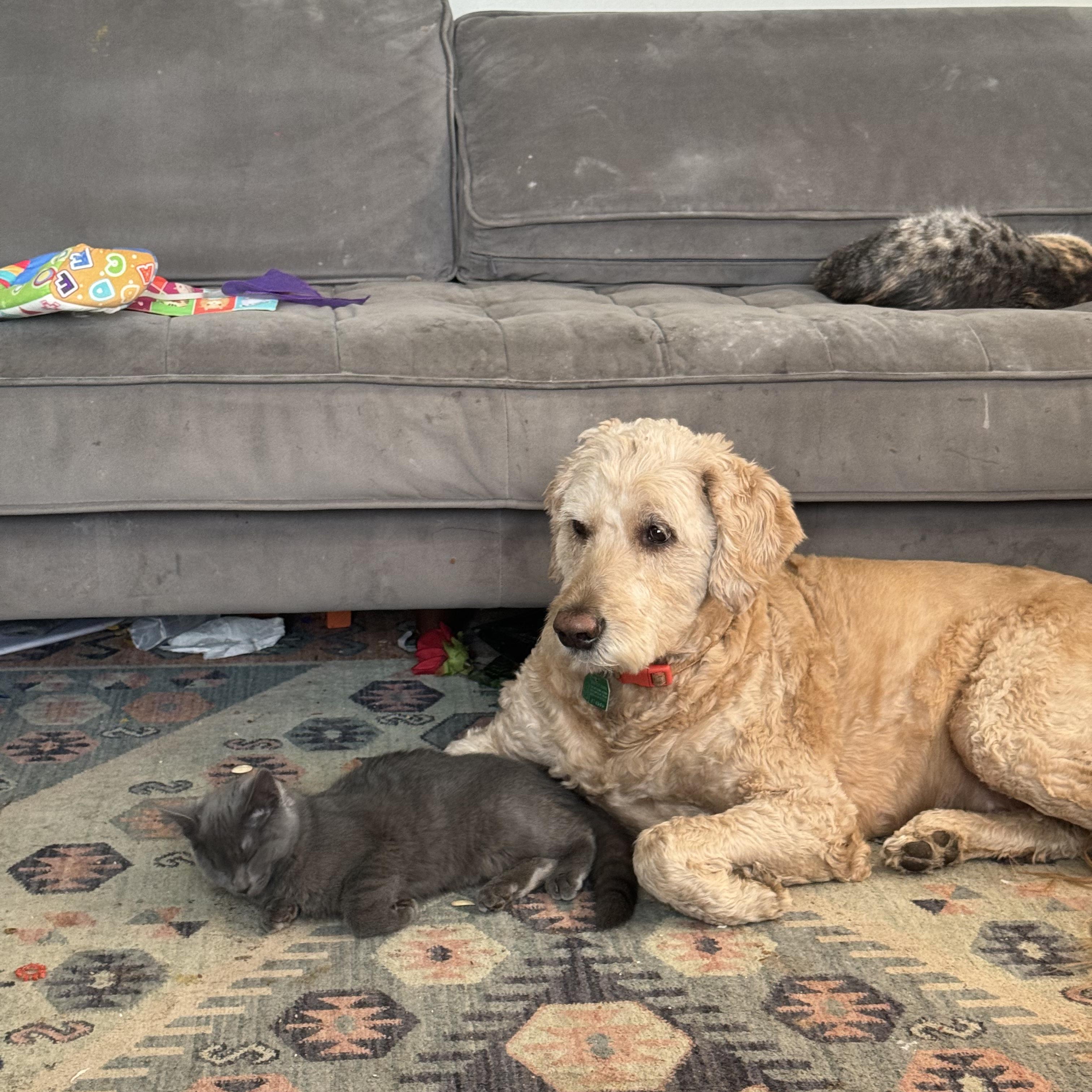 Enlarge Clara , an adoptable Goldendoodle in West Valley, UT image 3/4