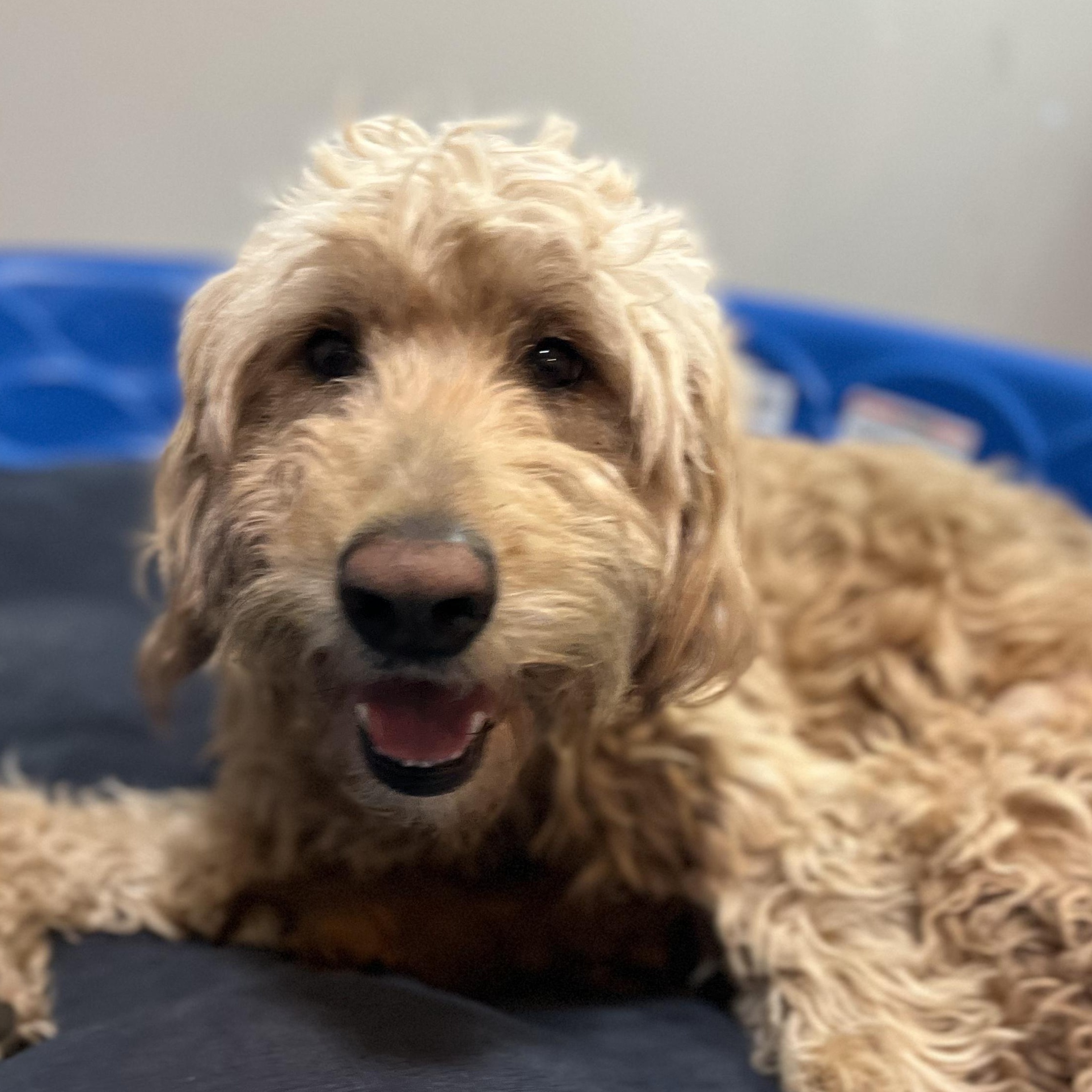 Enlarge Clara , an adoptable Goldendoodle in West Valley, UT image 4/4