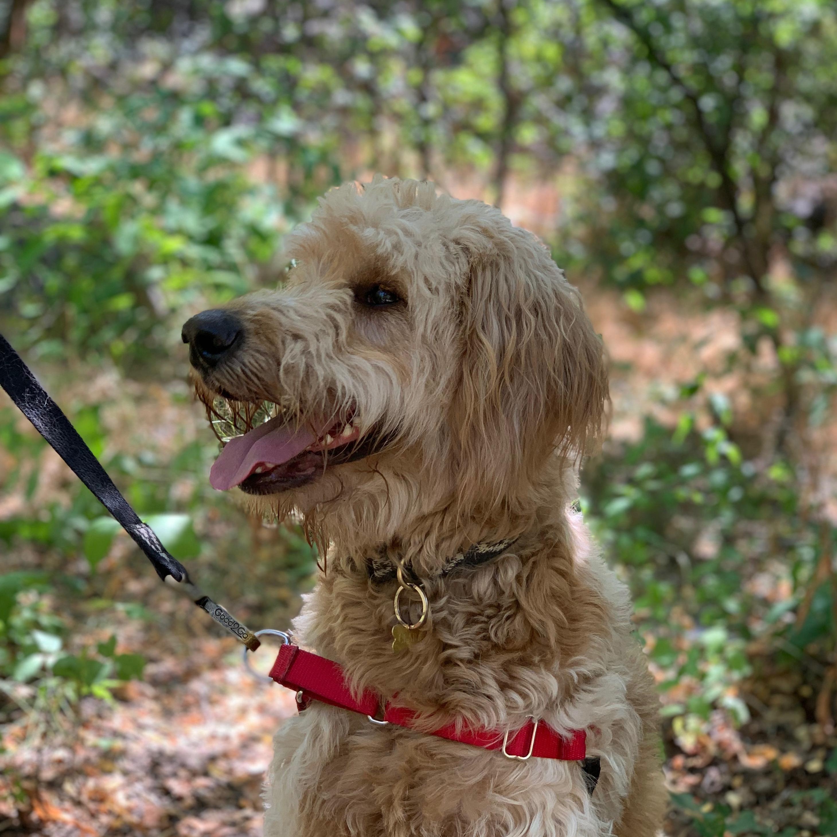 Enlarge Clara , an adoptable Goldendoodle in West Valley, UT image 1/4