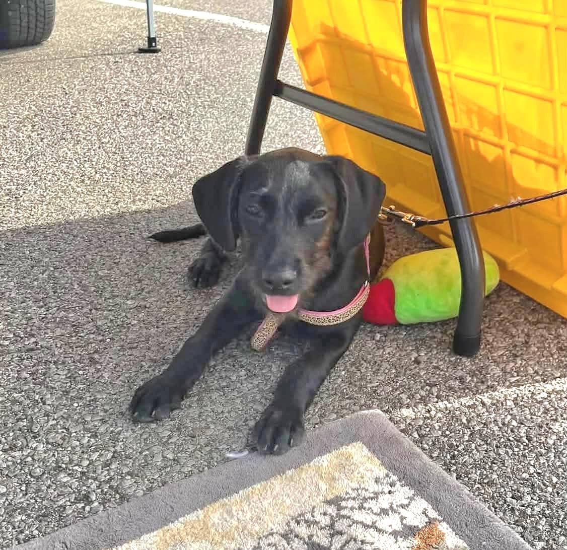 PATTY, Adoptable, Puppy Female Standard Poodle & American Staffordshire Terrier.