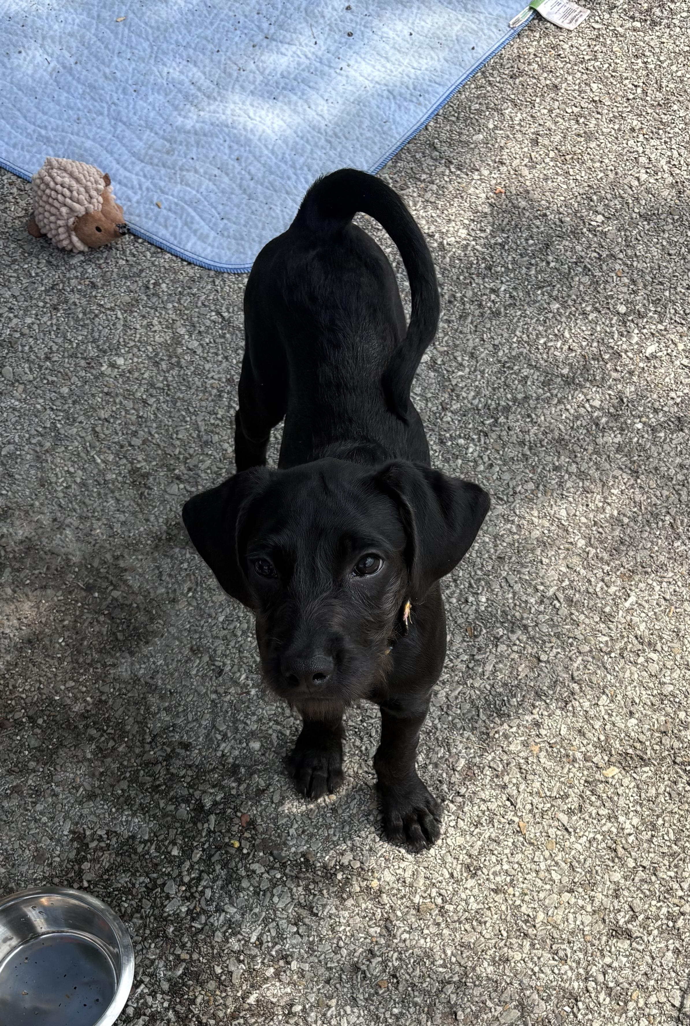 PATTY, a ADOPTABLE mixed breed in Vandergrift, PA image 1/3