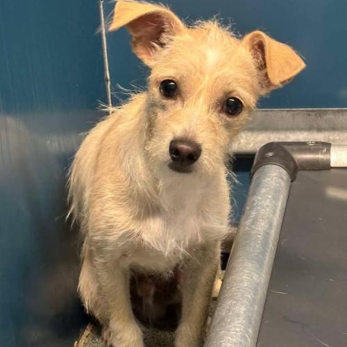 Enlarge Cody, a Adoptable mixed breed in Washington DC, DC image 1/2