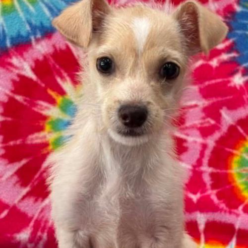 Enlarge Cody, a Adoptable mixed breed in Washington DC, DC image 2/2