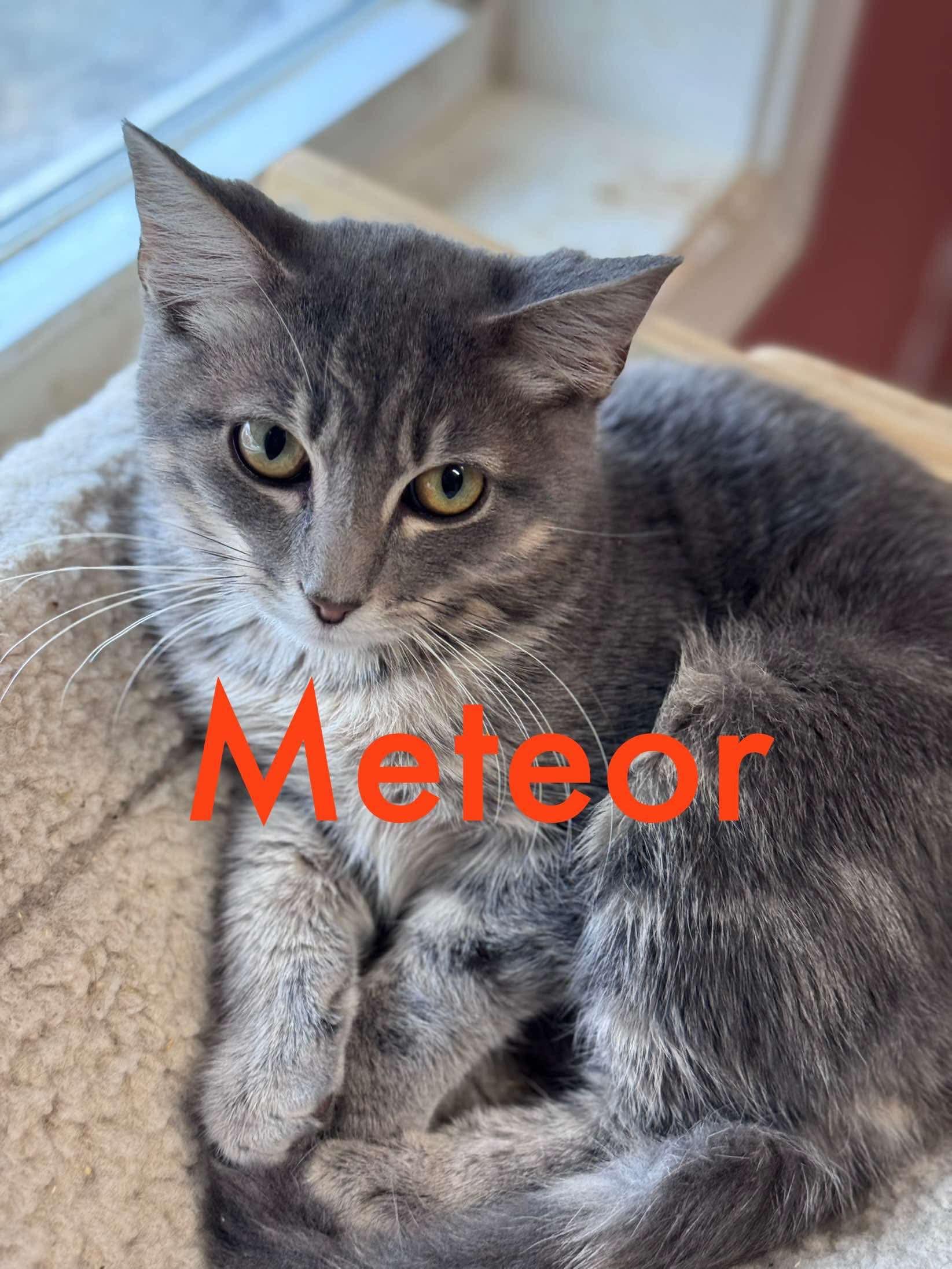 Meteor, Adoptable, Young Male Tabby.