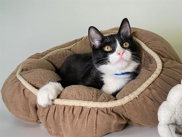 TREBLE, Adoptable, Kitten Male Domestic Short Hair.