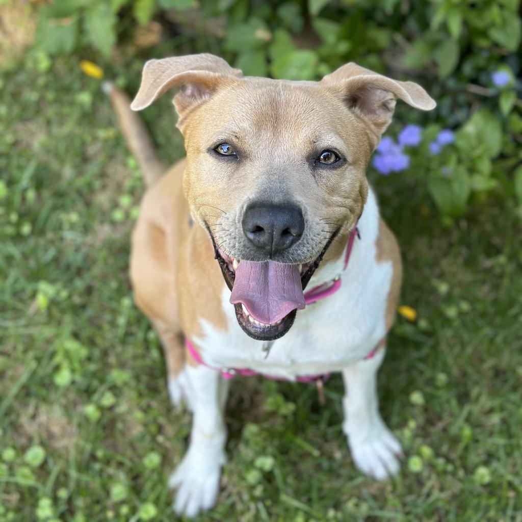 Enlarge Aster Lee, a Adoptable mixed breed in Falls Church, VA image 1/6