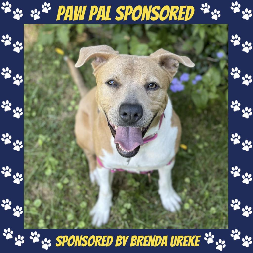 Enlarge Aster Lee, a Adoptable mixed breed in Falls Church, VA image 2/6