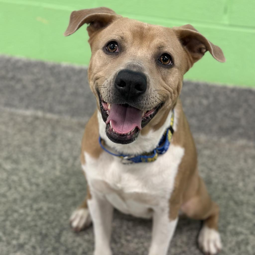 Enlarge Aster Lee, a Adoptable mixed breed in Falls Church, VA image 3/6