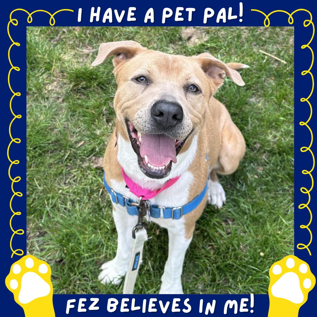 Enlarge Aster Lee, a Adoptable mixed breed in Falls Church, VA image 5/5
