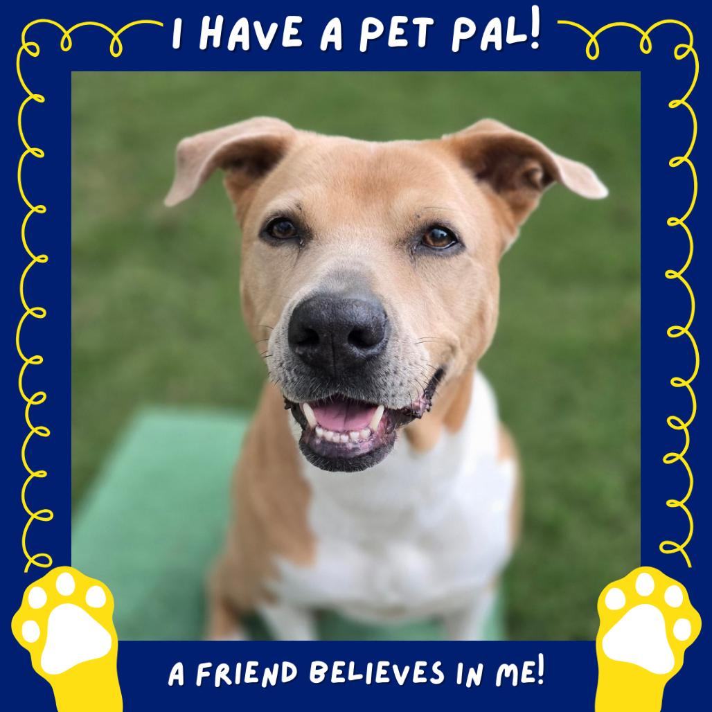 Aster Lee, a Adoptable mixed breed in Falls Church, VA image 6/6