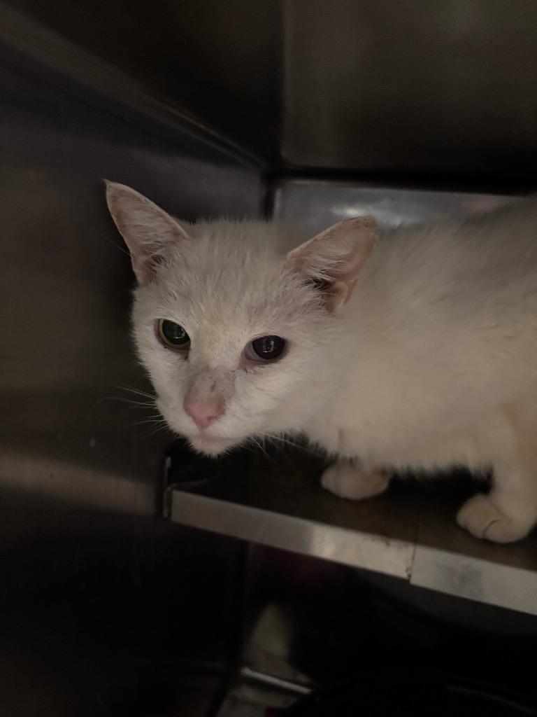 Enlarge Igloo, a Adoptable mixed breed in Cambridge, MD image 1/1