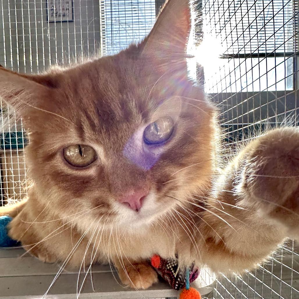 Rusty, Adoptable, Young Male Domestic Long Hair.