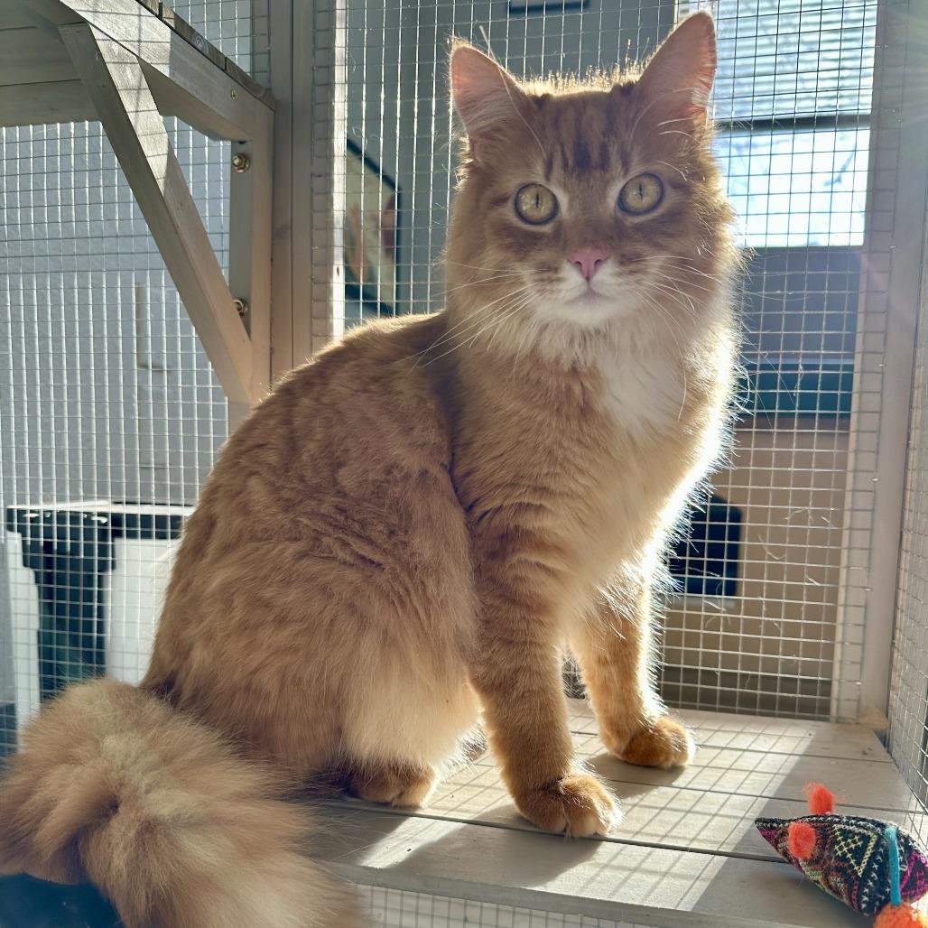 Rusty, Adoptable, Young Male Domestic Long Hair.
