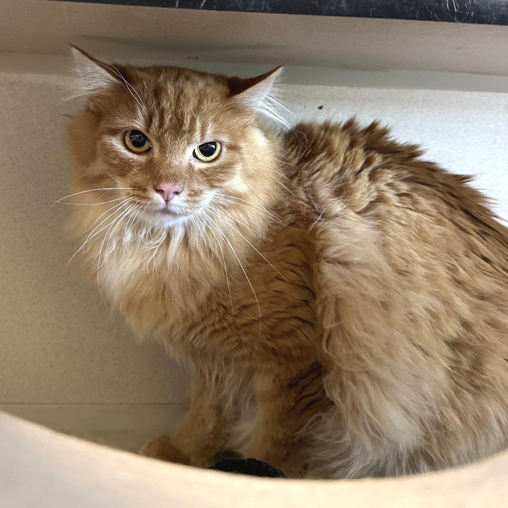Enlarge Rusty, a Adoptable Domestic Long Hair in Durango, CO image 1/2