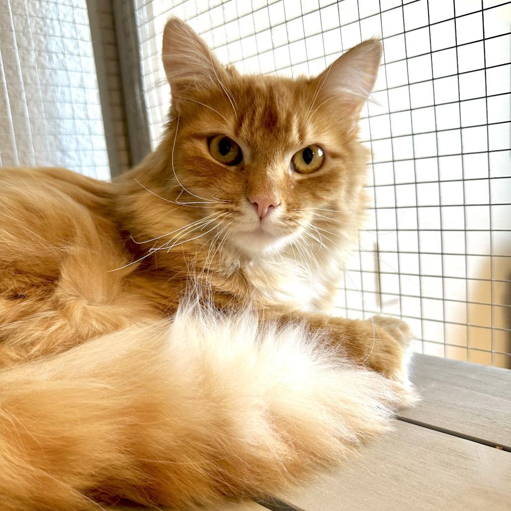 Enlarge Rusty, a Adoptable Domestic Long Hair in Durango, CO image 4/6