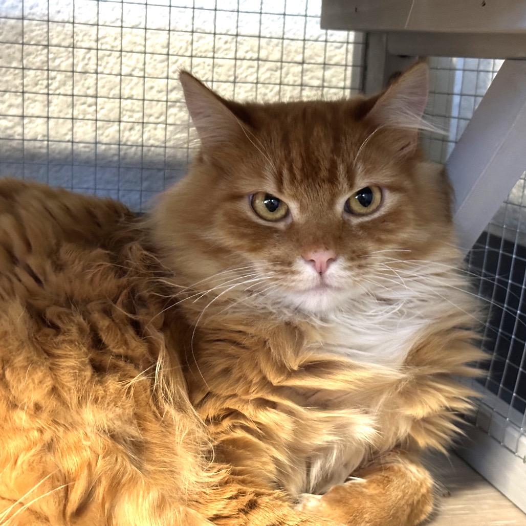 Enlarge Rusty, a Adoptable Domestic Long Hair in Durango, CO image 2/2
