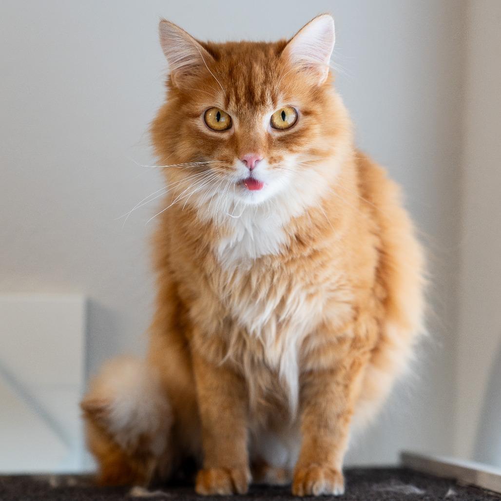 Rusty, a Adoptable Domestic Long Hair in Durango, CO image 5/6
