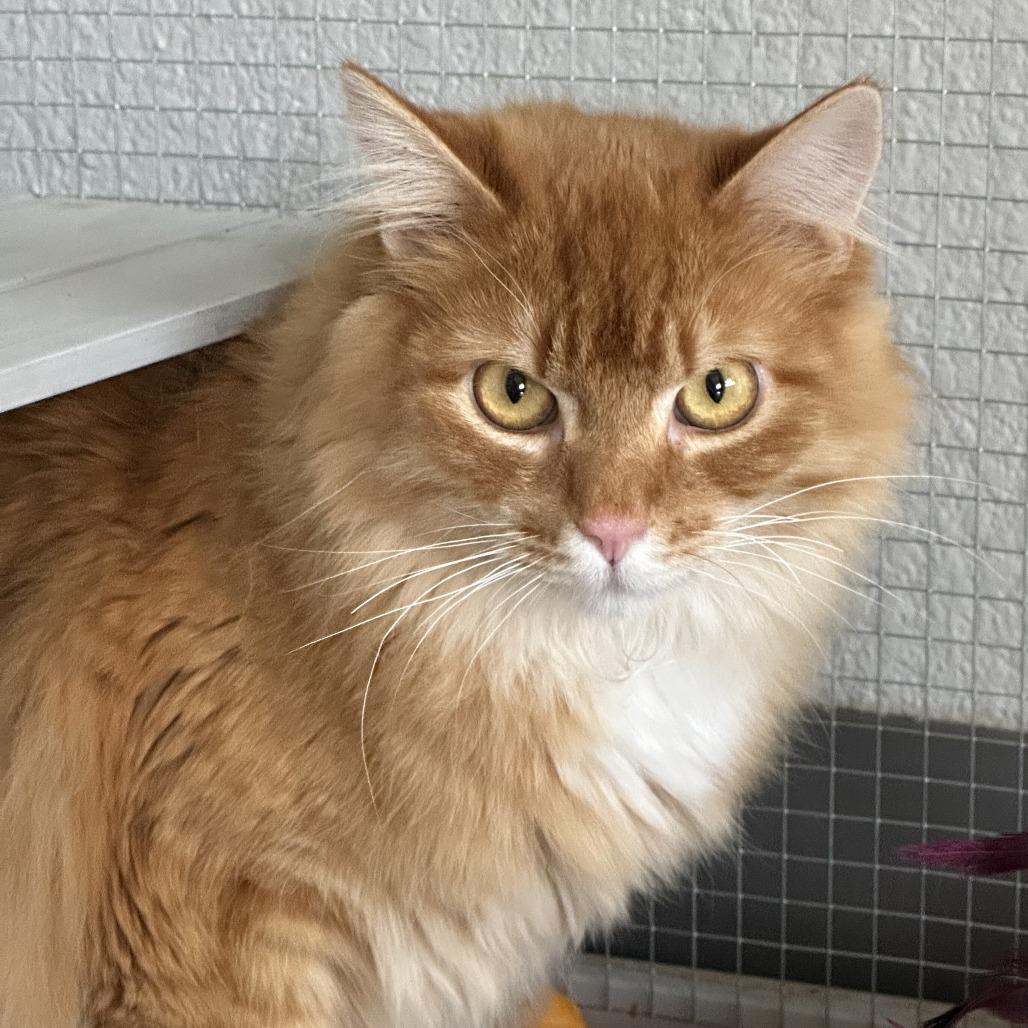 Enlarge Rusty, a Adoptable Domestic Long Hair in Durango, CO image 6/6