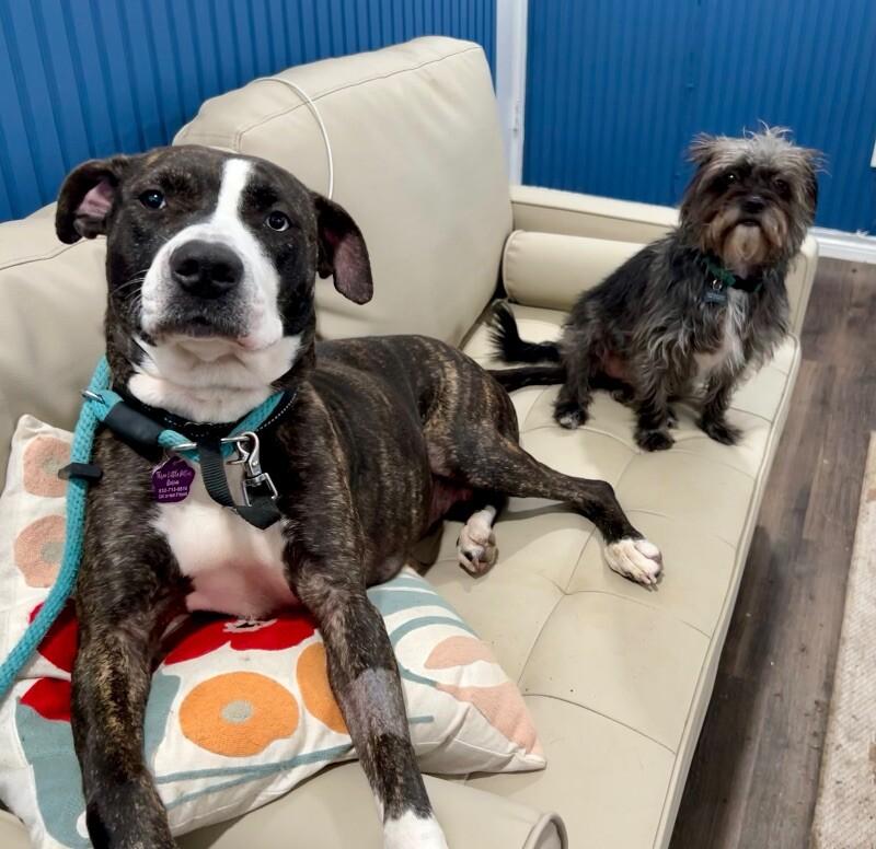 Lane Boots the Snuggly Couch Dog 3
