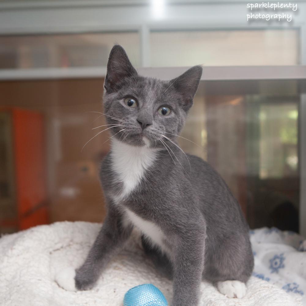 Viridian, an adopted Domestic Short Hair in Ridgefield, CT image 2/3