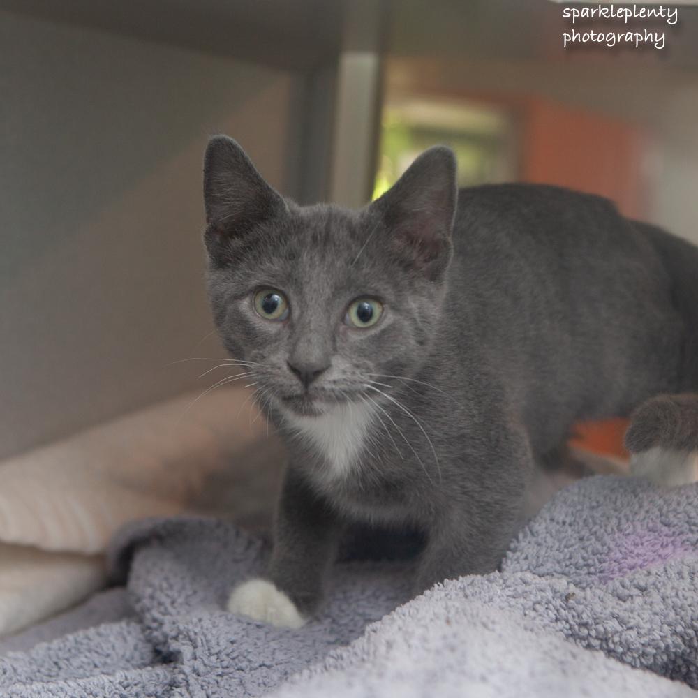 Viridian, an adopted Domestic Short Hair in Ridgefield, CT image 3/3