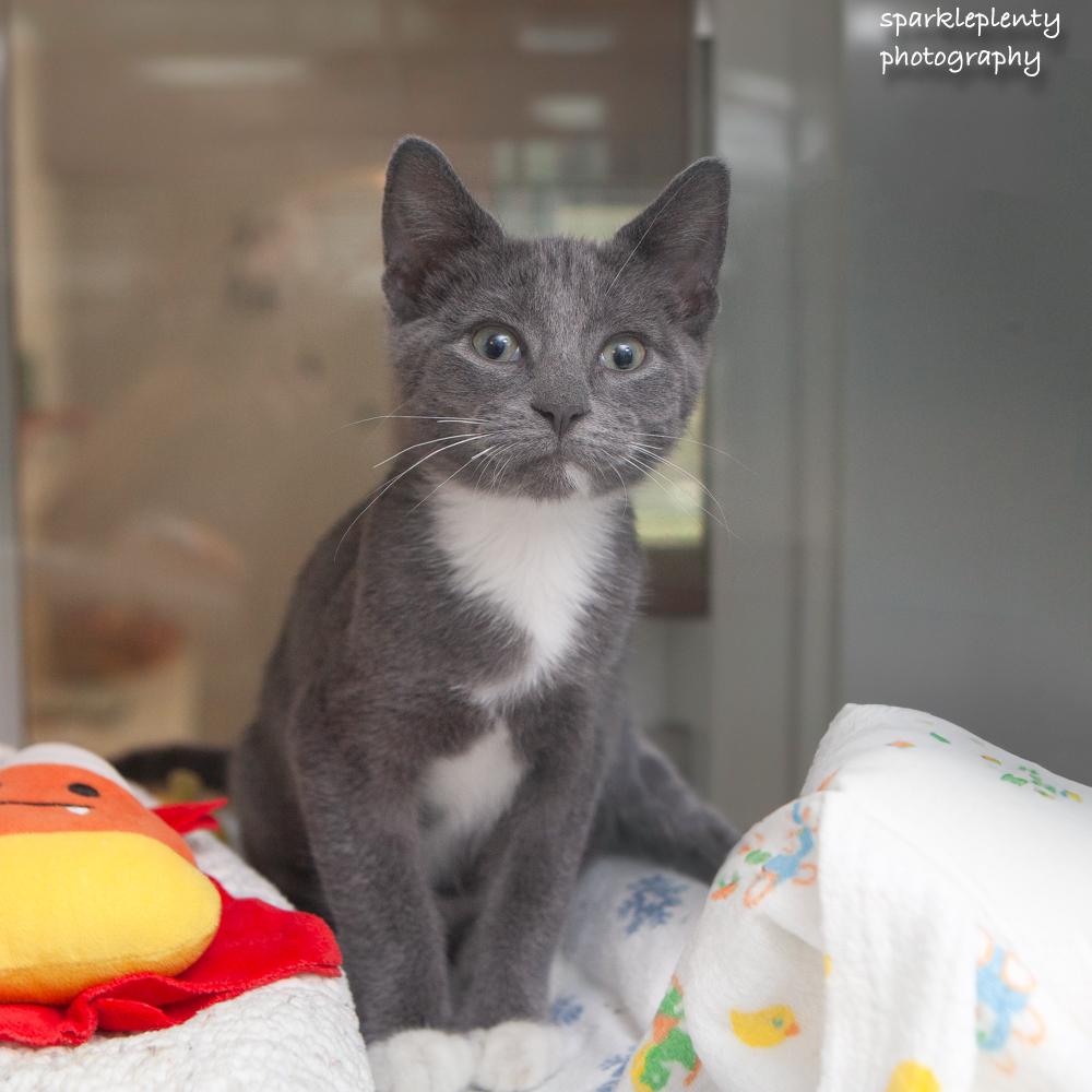 Viridian, adopted, Kitten Male Domestic Short Hair.