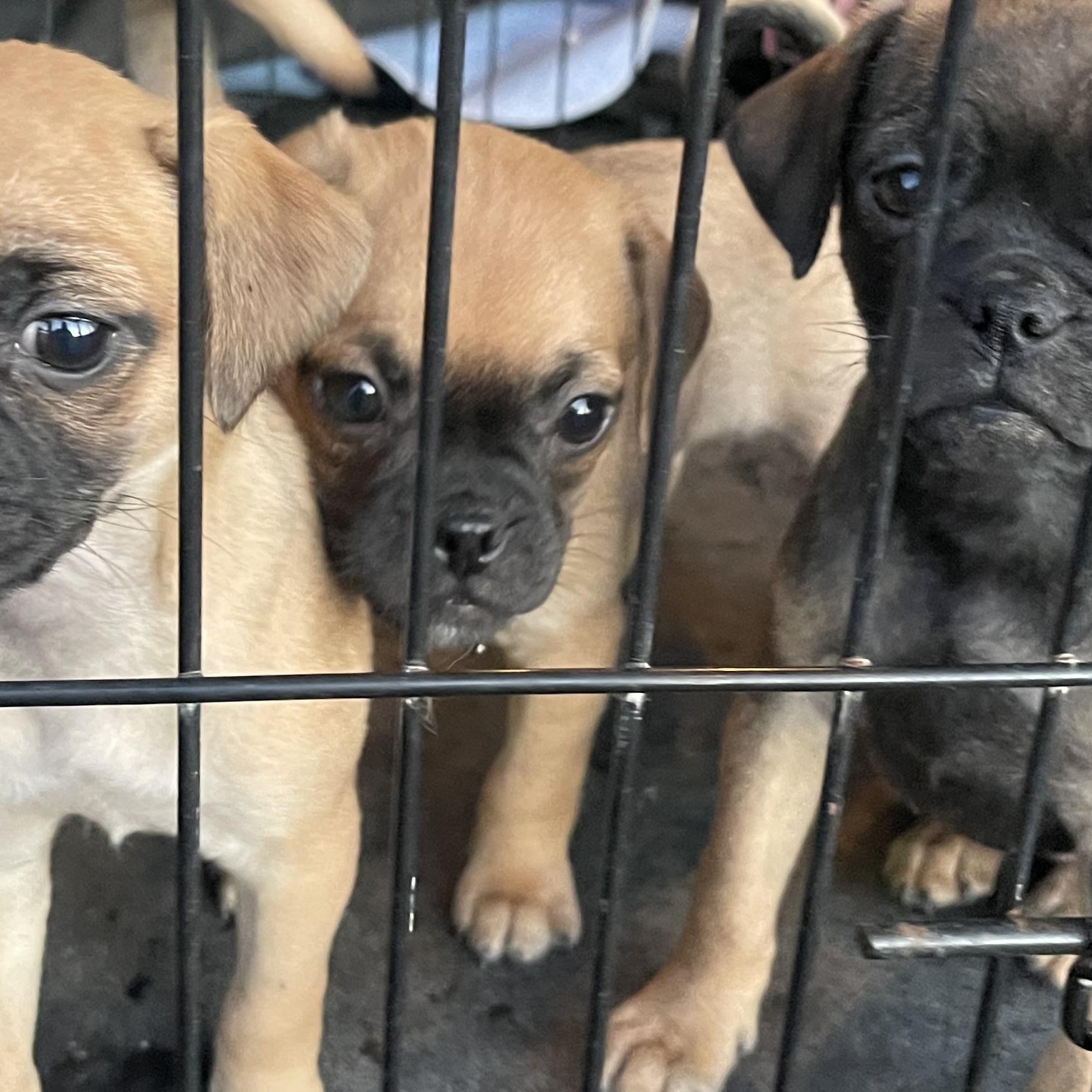 Willa, Adoptable, Puppy Female Pug.