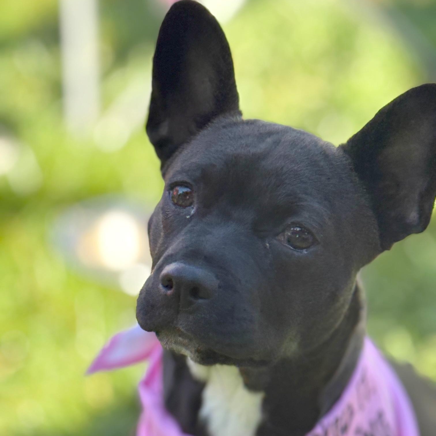 Enlarge Daisy, a Adopted mixed breed in Pleasanton, CA image 5/6