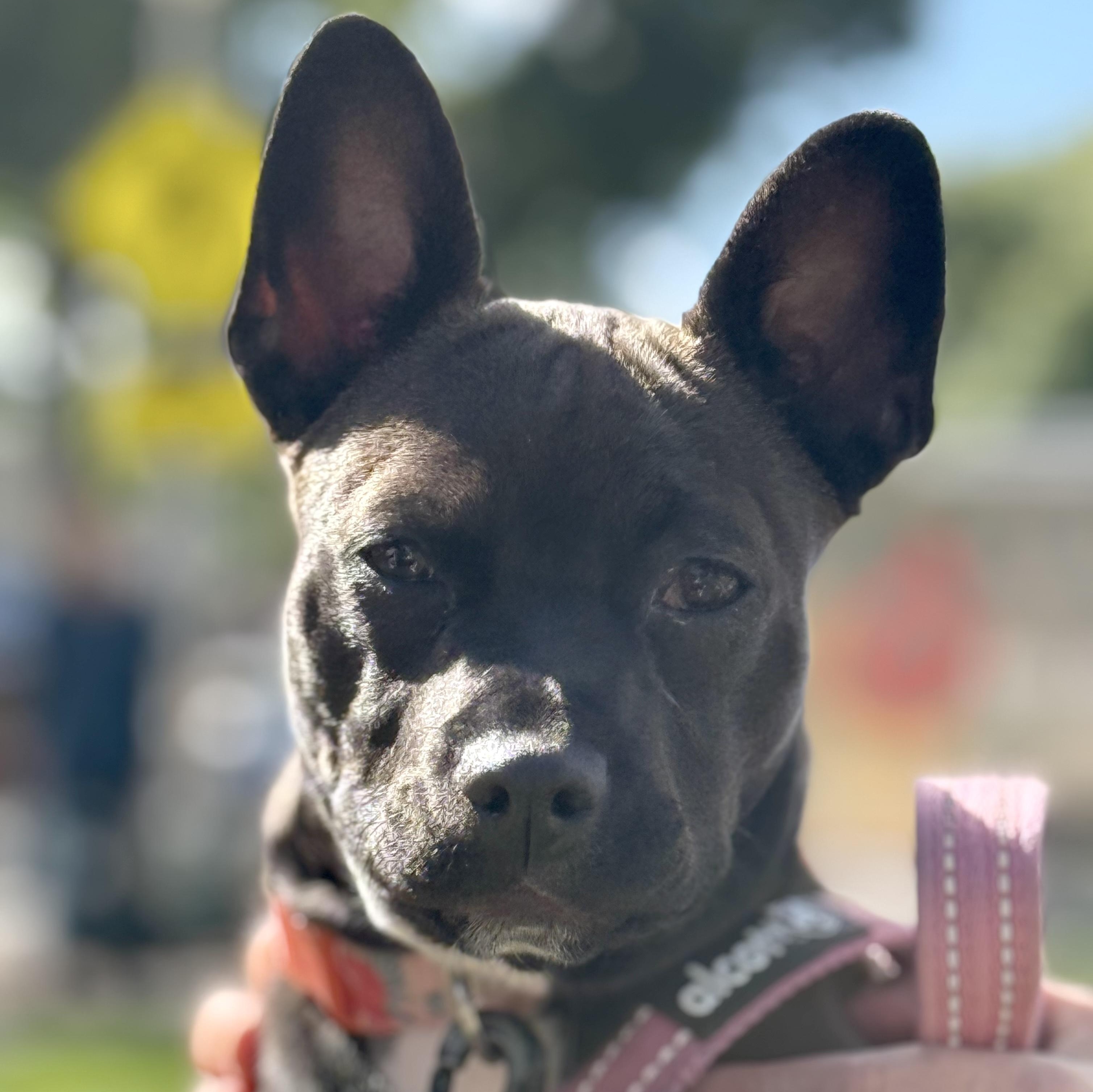 Enlarge Daisy, a Adopted mixed breed in Pleasanton, CA image 4/6