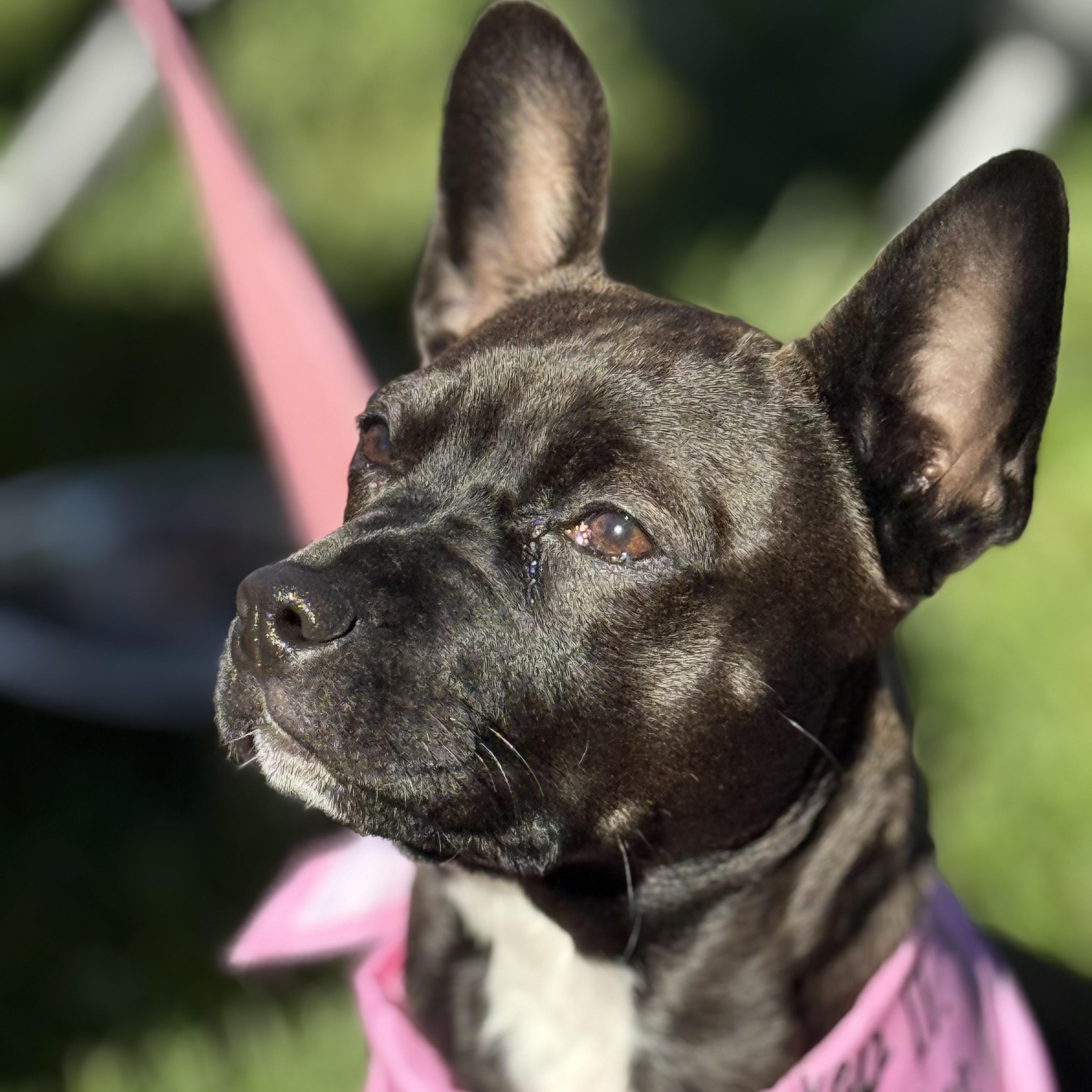 Enlarge Daisy, a Adopted mixed breed in Pleasanton, CA image 3/6