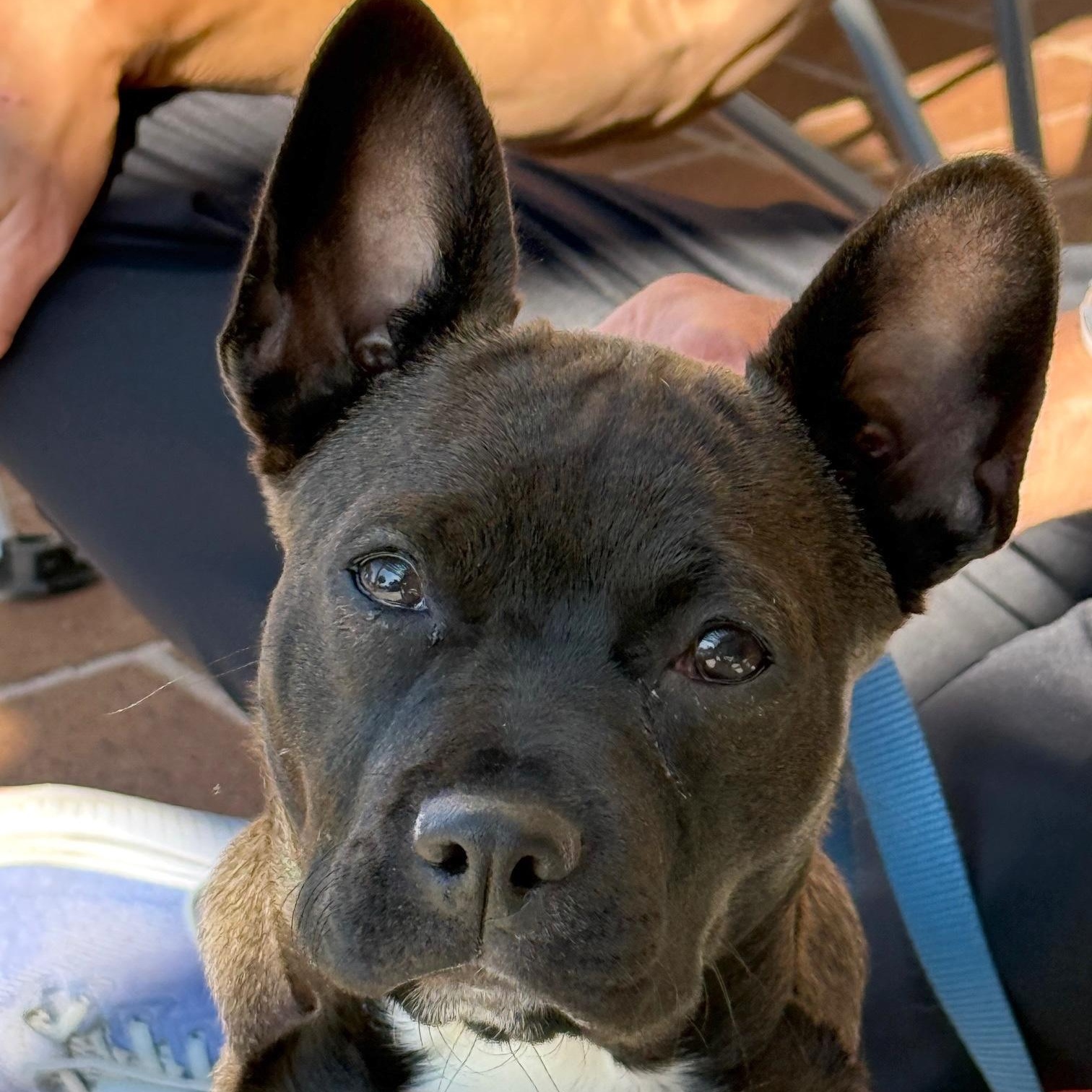 Daisy, Adopted, Young Female French Bulldog.