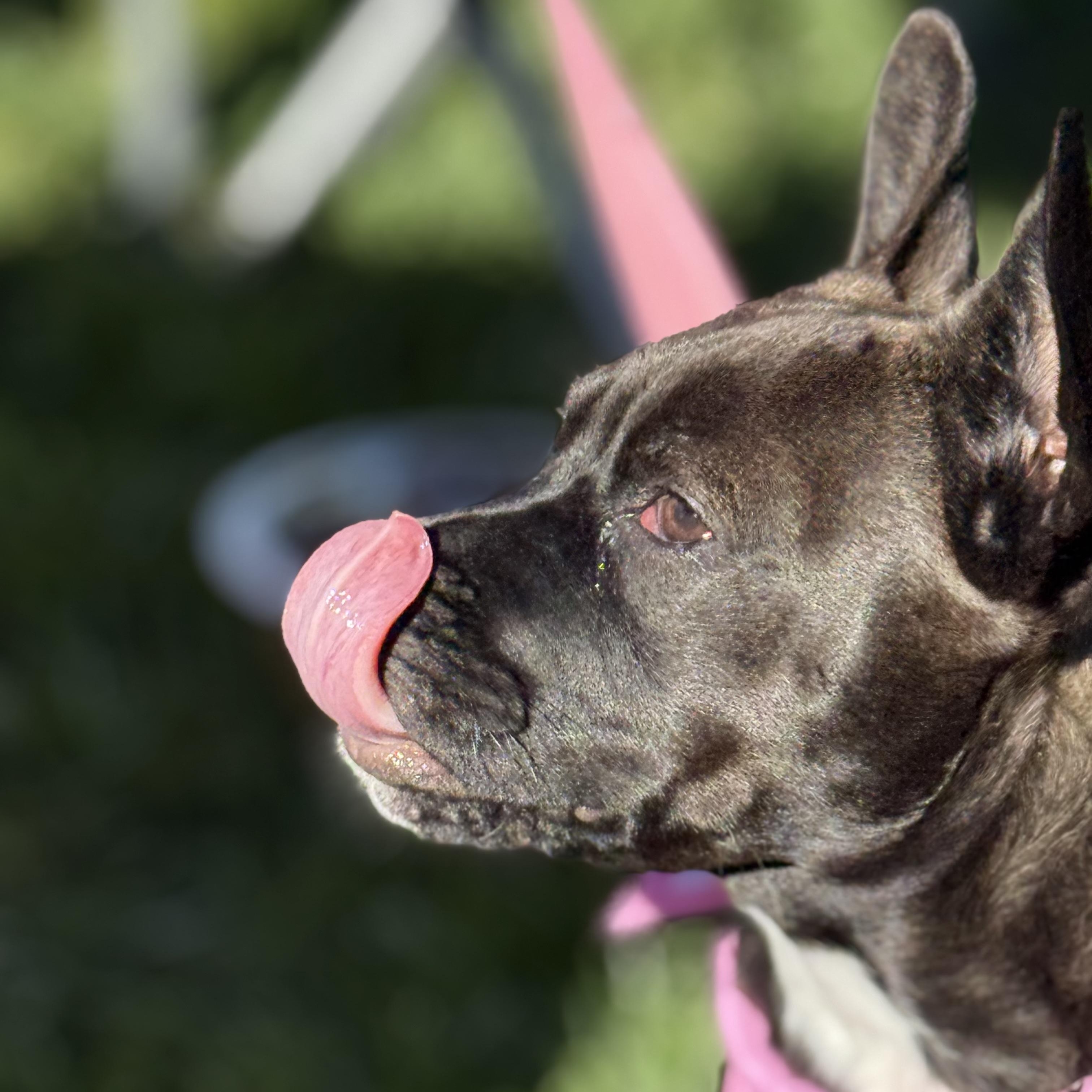 Enlarge Daisy, a Adopted mixed breed in Pleasanton, CA image 2/6