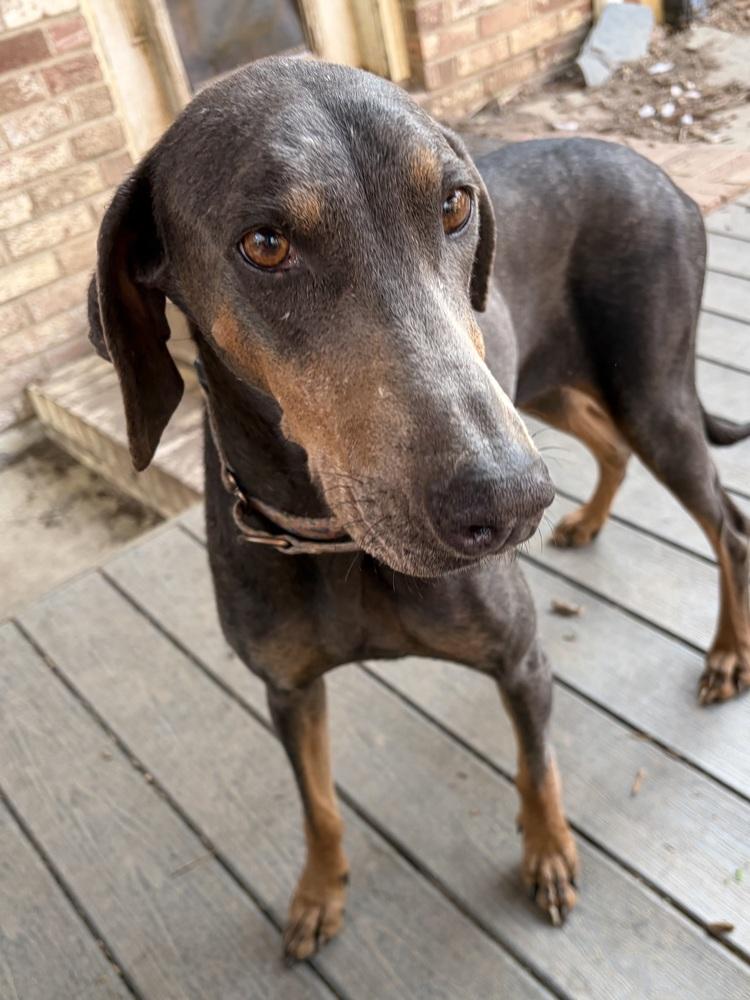 Sasha, Adoptable, Adult Female Doberman Pinscher.