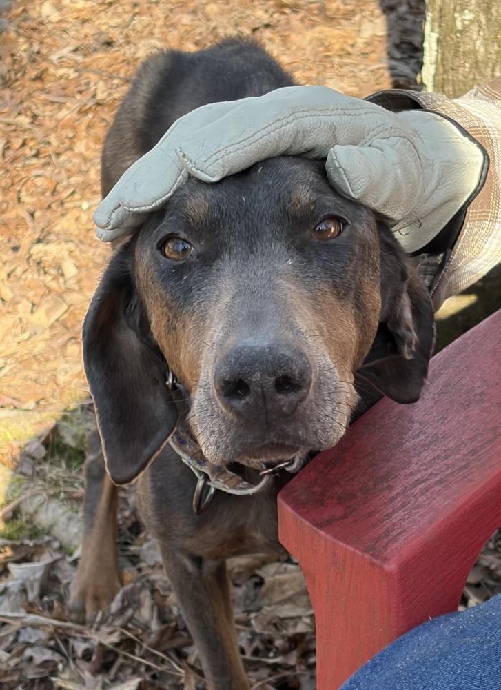 Enlarge Sasha, a Adoptable Doberman Pinscher in Louisa, VA image 2/6
