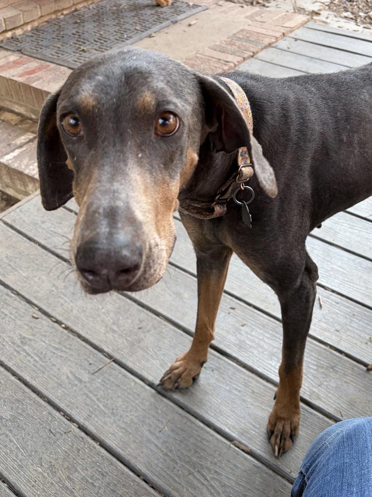 Enlarge Sasha, a Adoptable Doberman Pinscher in Louisa, VA image 3/6